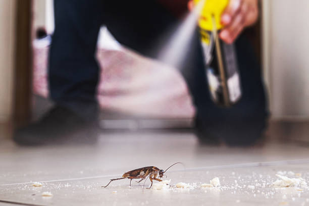 Best Rat Extermination Near Me  in Pompano Beach, FL